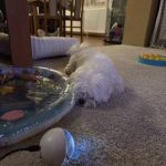 Vixaon CrystalMemo - A Touch Of Memory Captured In Crystal photo review